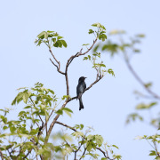 Drongo Cuckoo