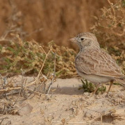 Dune Lark