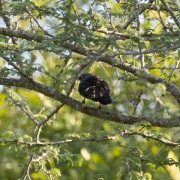 Dusky Babbler