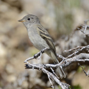 Dusky Flycatcher