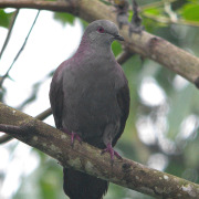 Dusky Pigeon