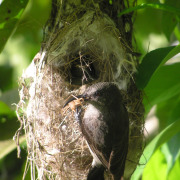 Dusky Sunbird