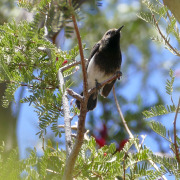 Dusky Sunbird