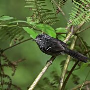 Dusky-tailed Antbird