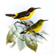 Duyvenbode's Sunbird