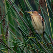 Dwarf Bittern