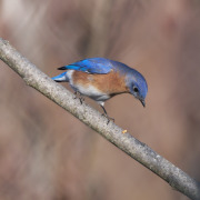 Eastern Bluebird