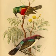 Eastern Double-collared Sunbird