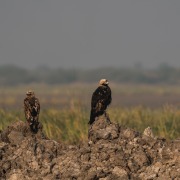 Eastern Imperial Eagle