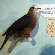 Lemon Dove