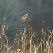 Eastern Meadowlark