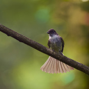 Eastern Phoebe