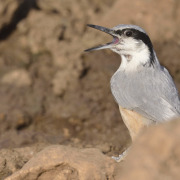 Eastern Rock Nuthatch