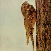 Eastern Whip-poor-will