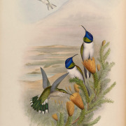 Ecuadorian Hillstar