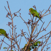 Ecuadorian Parakeet