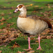 Egyptian Goose