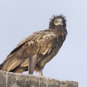 Egyptian Vulture
