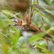 Eisenmann's Wren