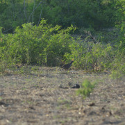 Elegant Quail