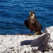 Eleonora's Falcon