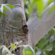 Elf Owl