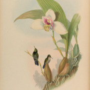 Emerald-chinned Hummingbird