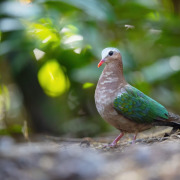 Emerald Dove