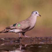 Emerald-spotted Wood Dove
