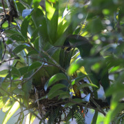 Emerald Toucanet