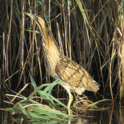 Eurasian Bittern