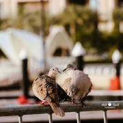 Eurasian Collared Dove