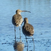 Eurasian Curlew
