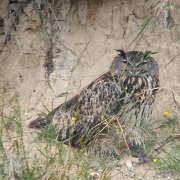 Eurasian Eagle-Owl
