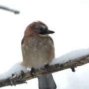 Eurasian Jay