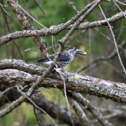 Eurasian Nutcracker