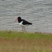Eurasian Oystercatcher
