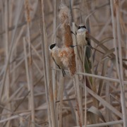 Eurasian Penduline Tit
