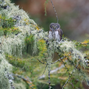 Eurasian Pygmy Owl