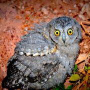 Eurasian Scops Owl