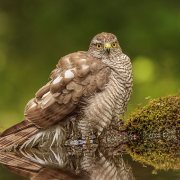 Eurasian Sparrowhawk
