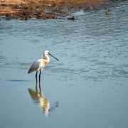 Eurasian Spoonbill