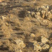 Eurasian Thick-knee