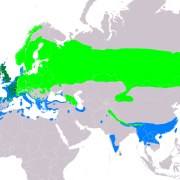 Eurasian Woodcock