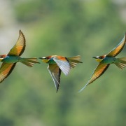 European Bee-eater