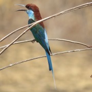 European Bee-eater