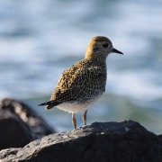 European Golden Plover