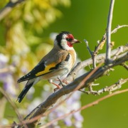 European Goldfinch