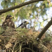 European Honey Buzzard