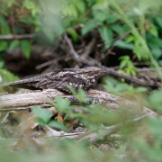 European Nightjar
